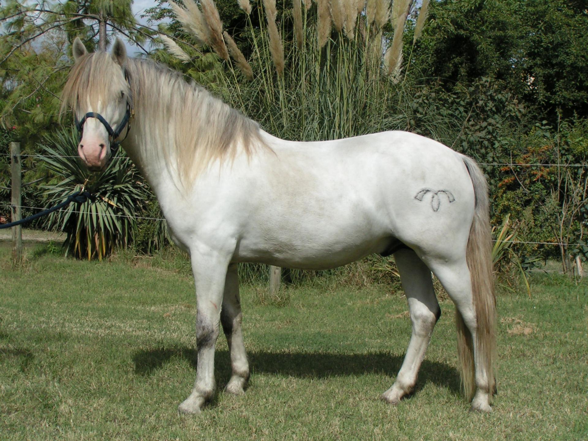 Pessoba des Iscles (2003)