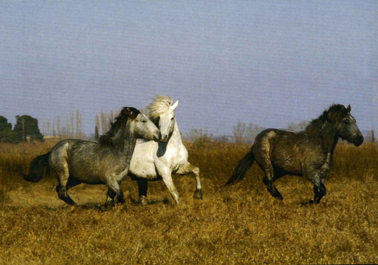 Dyonisos des Iscles (1991)