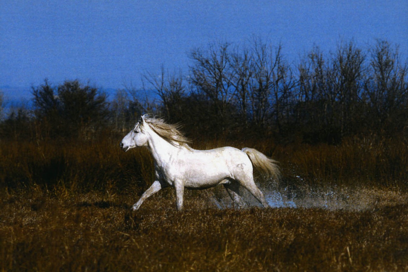 Volta des Iscles (1987)